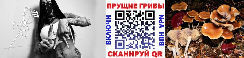 Псилоцибиновые грибы Psilocybe  мориарти формула  Пойковский 